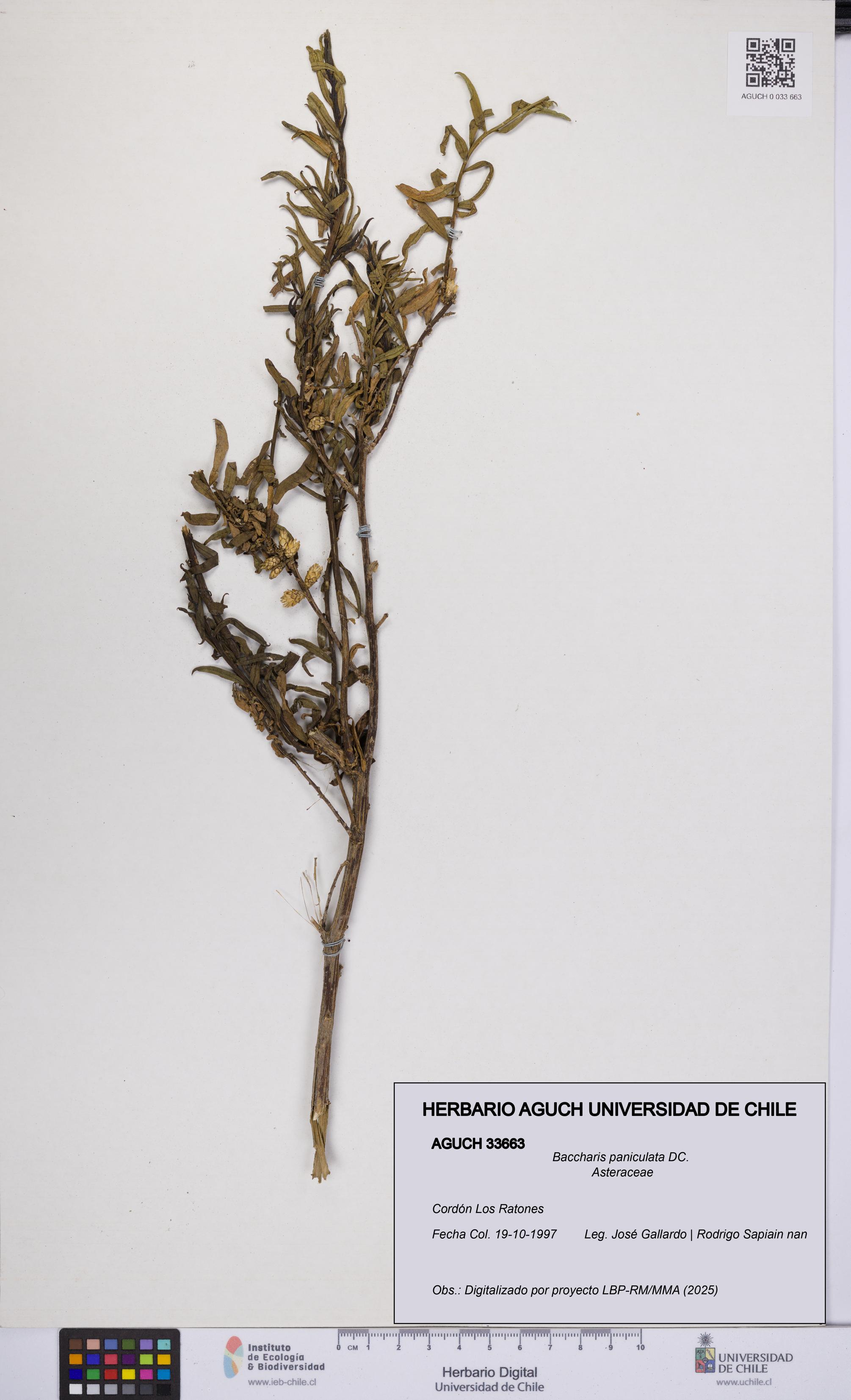 Baccharis paniculata [Espécimen: UCH:AGUCH:0033663]