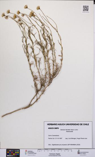 Senecio farinifer [Espécimen: UCH:AGUCH:0033679]