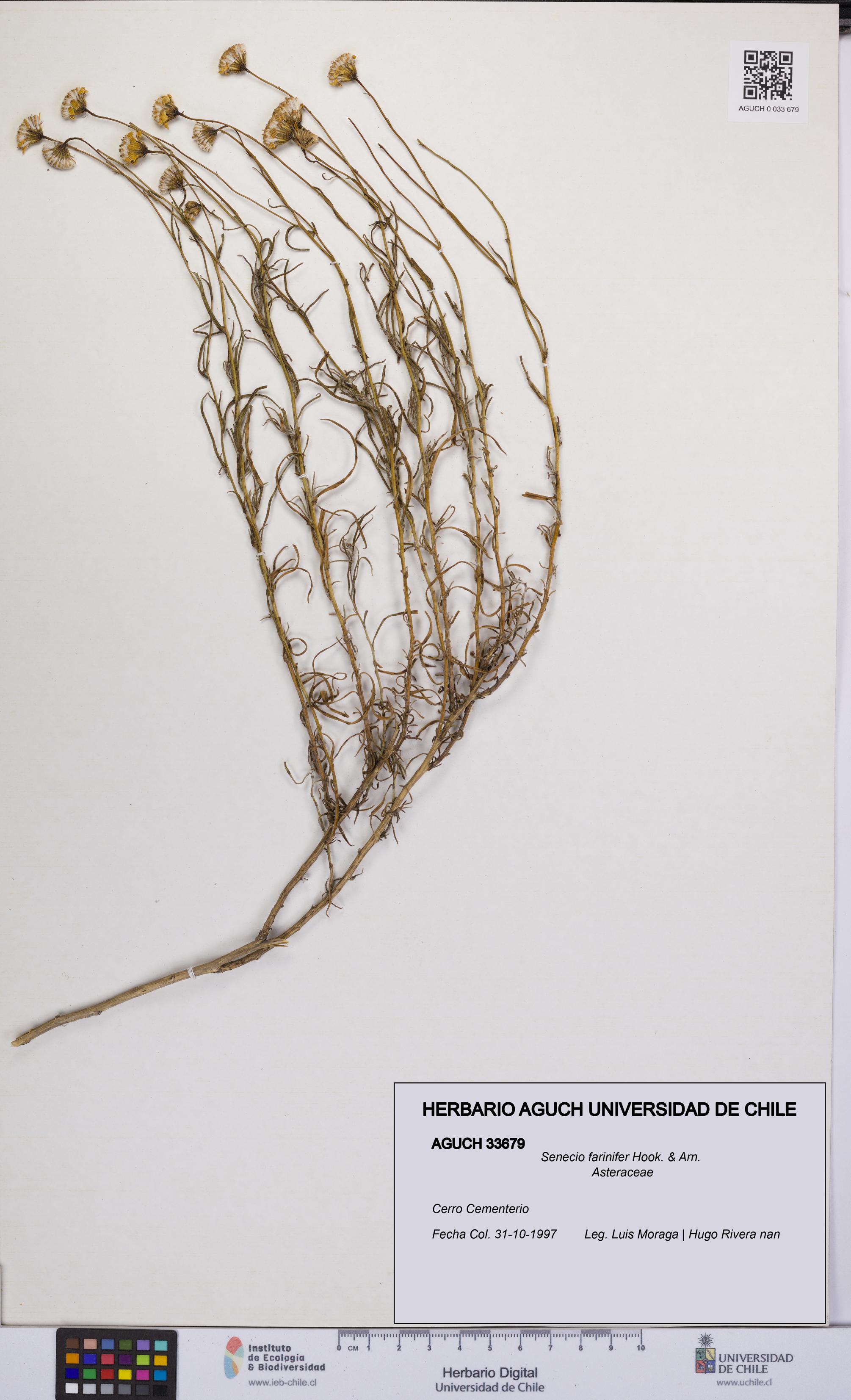 Senecio farinifer [Espécimen: UCH:AGUCH:0033679]