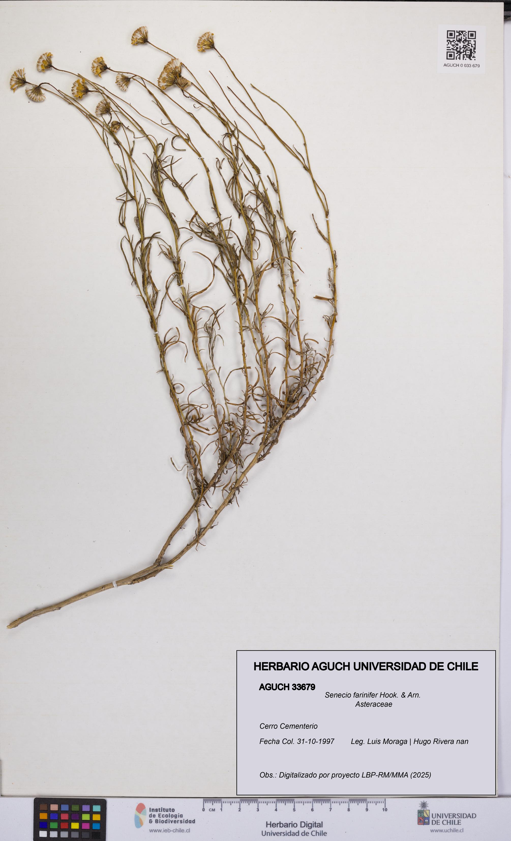 Senecio farinifer [Espécimen: UCH:AGUCH:0033679]