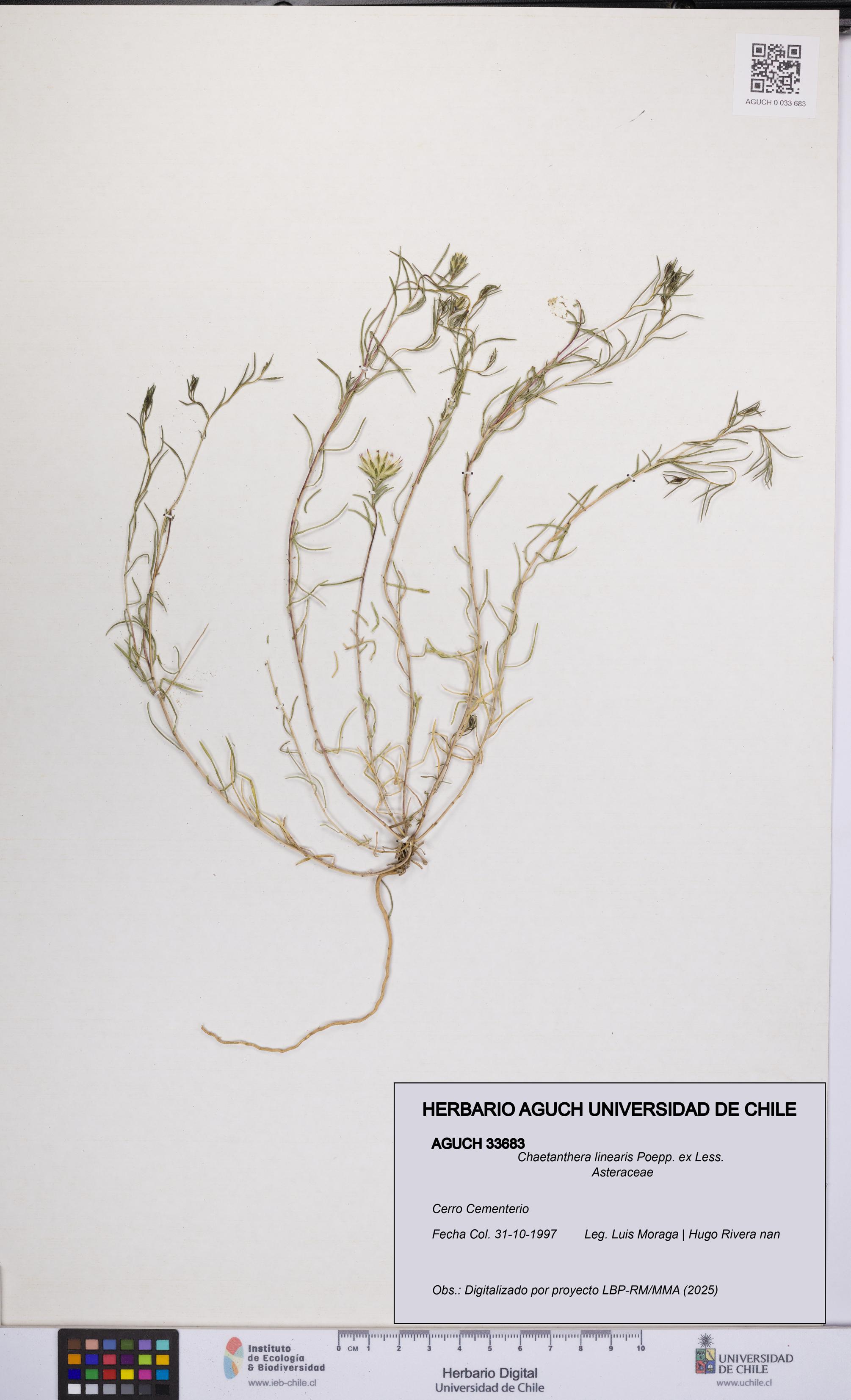 Chaetanthera linearis [Espécimen: UCH:AGUCH:0033683]