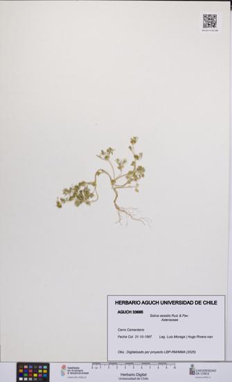 Soliva sessilis [Espécimen: UCH:AGUCH:0033685]