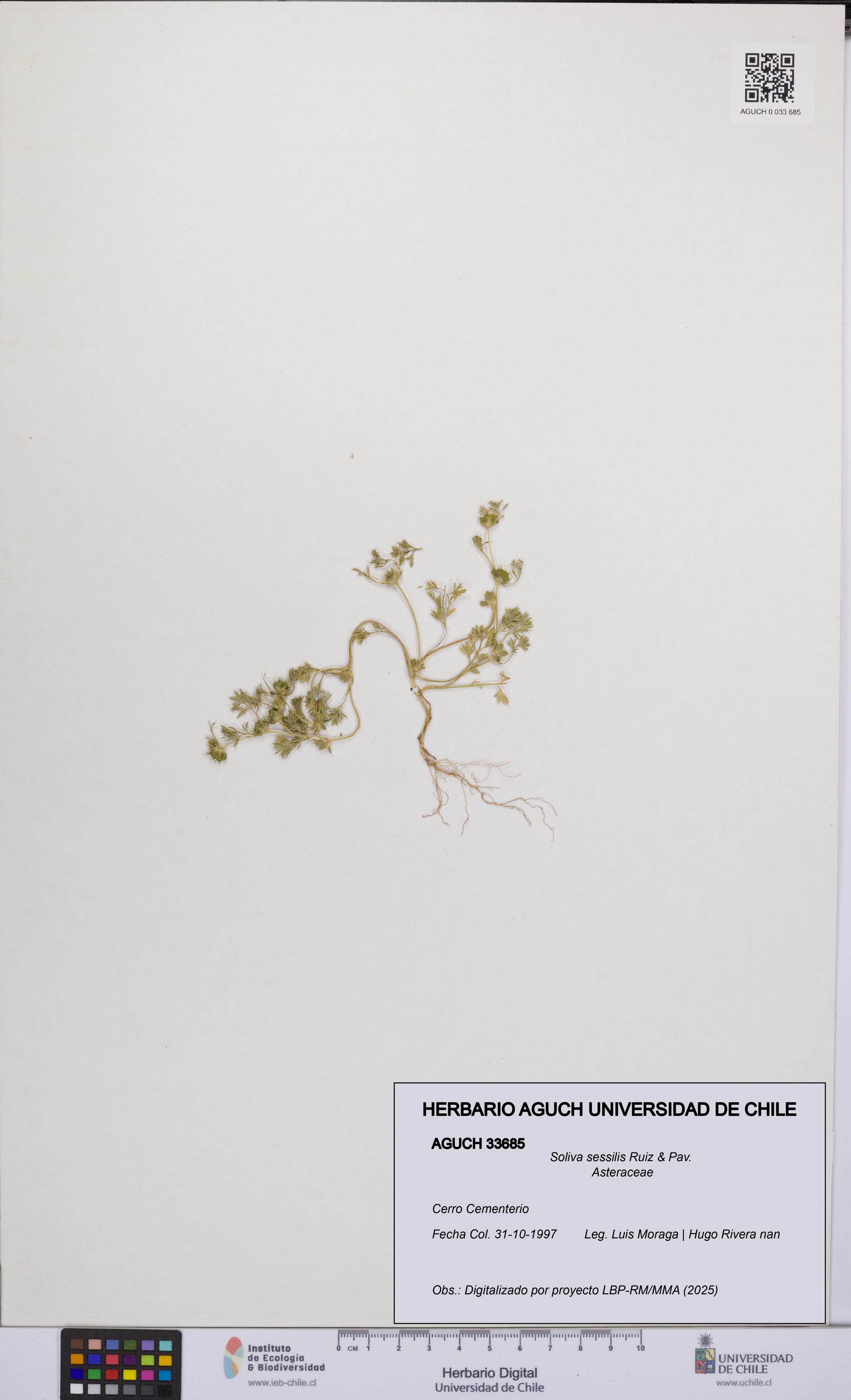 Soliva sessilis [Espécimen: UCH:AGUCH:0033685]