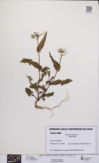 Sonchus oleraceus [Espécimen: UCH:AGUCH:0033686]