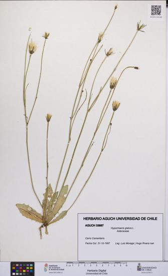 Hypochaeris glabra [Espécimen: UCH:AGUCH:0033687]