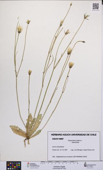 Hypochaeris glabra [Espécimen: UCH:AGUCH:0033687]