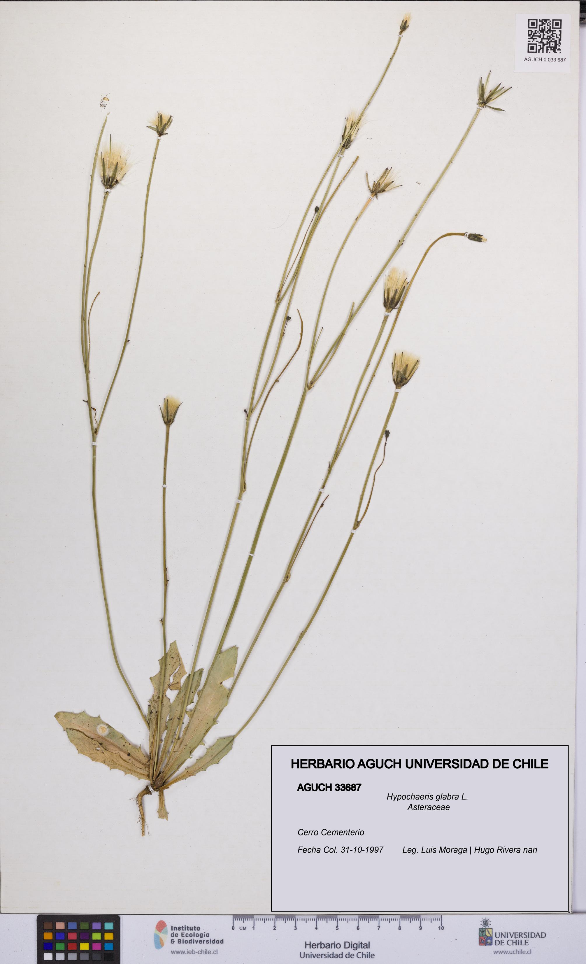 Hypochaeris glabra [Espécimen: UCH:AGUCH:0033687]