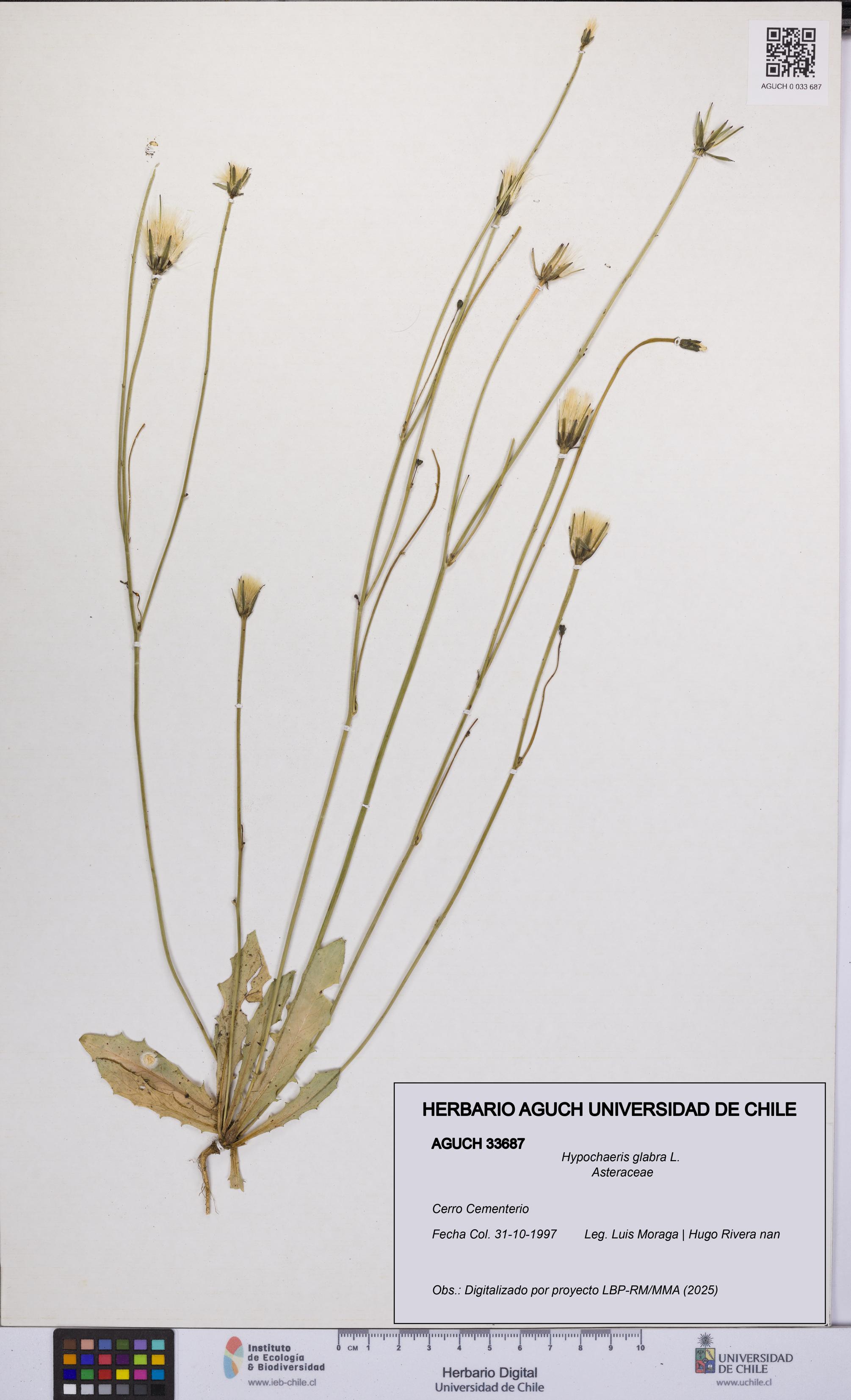 Hypochaeris glabra [Espécimen: UCH:AGUCH:0033687]