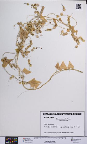 Dioscorea saxatilis [Espécimen: UCH:AGUCH:0033692]