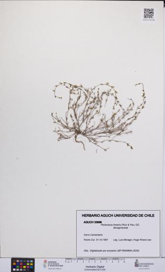 Pectocarya linearis [Espécimen: UCH:AGUCH:0033696]