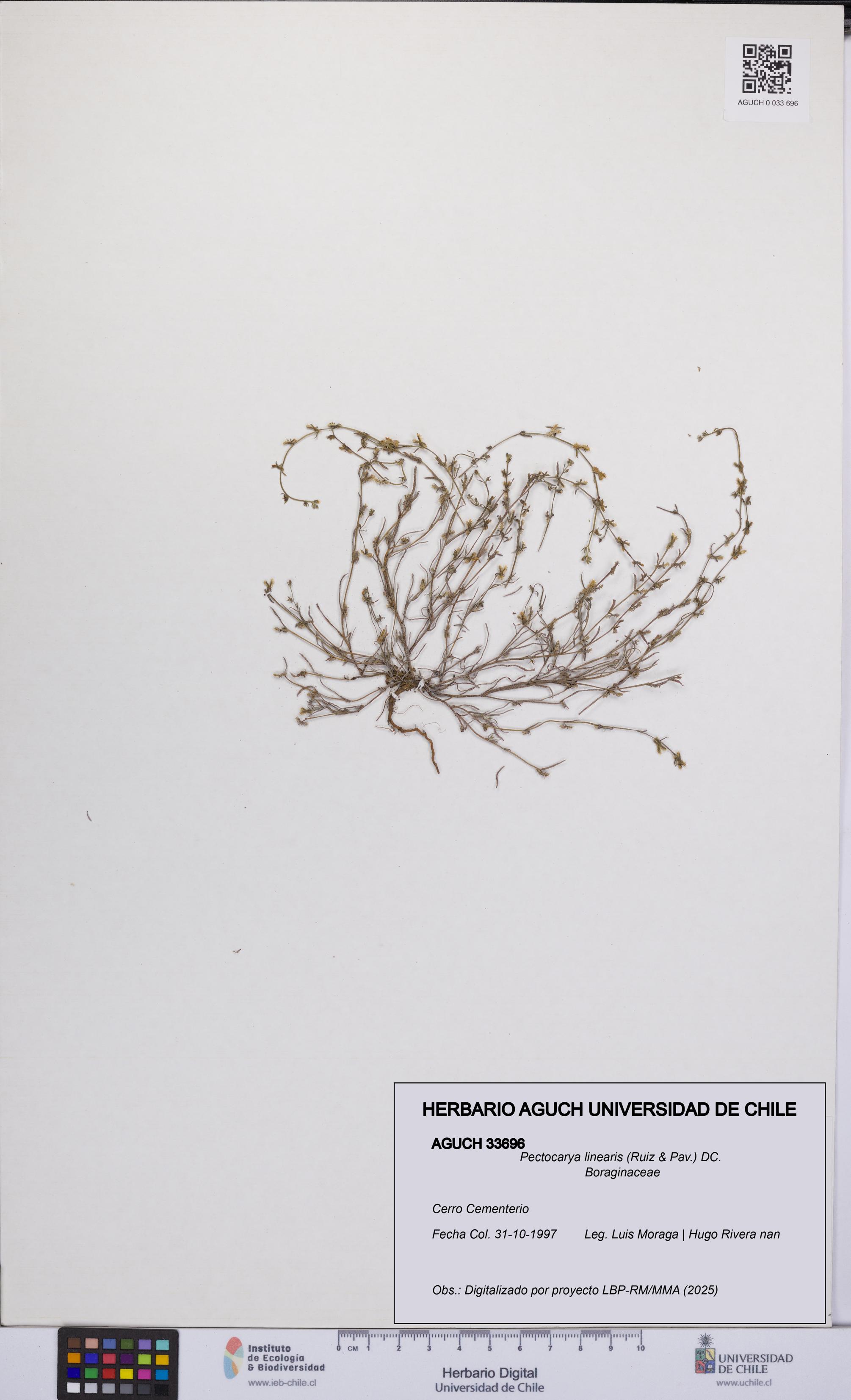 Pectocarya linearis [Espécimen: UCH:AGUCH:0033696]