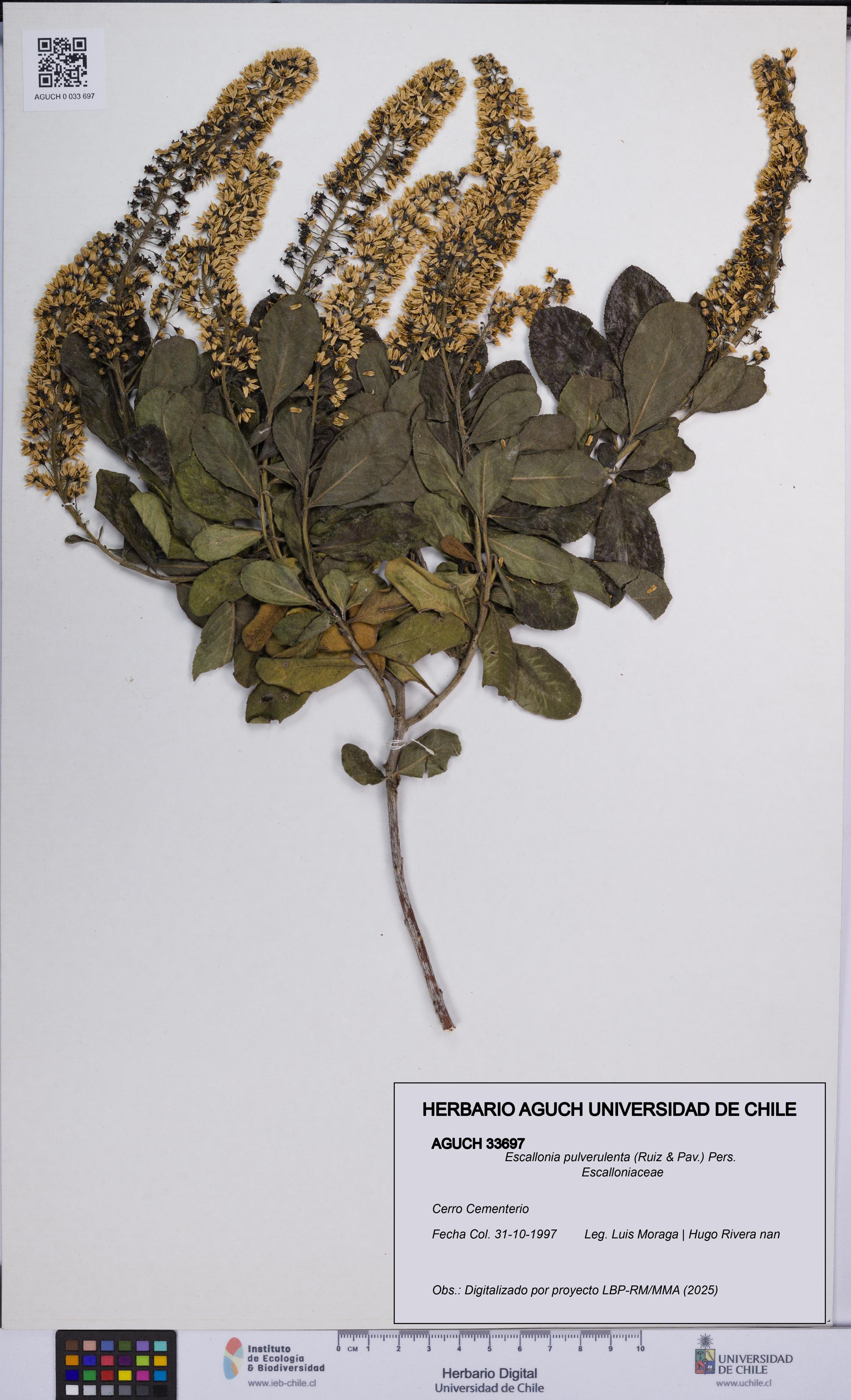 Escallonia pulverulenta [Espécimen: UCH:AGUCH:0033697]