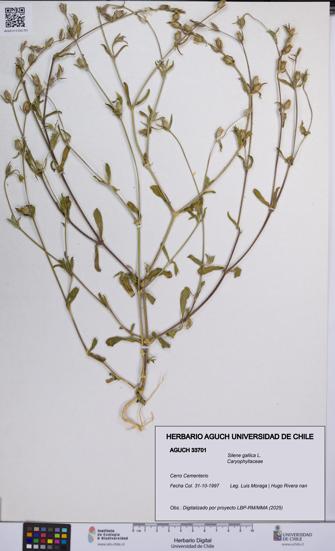 Silene gallica [Espécimen: UCH:AGUCH:0033701]