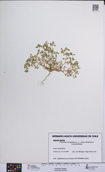 Polycarpon tetraphyllum subsp. tetraphyllum [Espécimen: ]