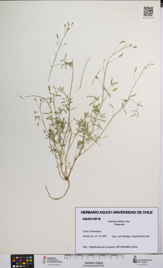 Adesmia filifolia [Espécimen: UCH:AGUCH:0033718]