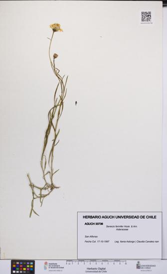 Senecio farinifer [Espécimen: UCH:AGUCH:0033736]