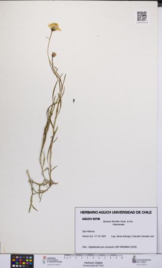 Senecio farinifer [Espécimen: UCH:AGUCH:0033736]