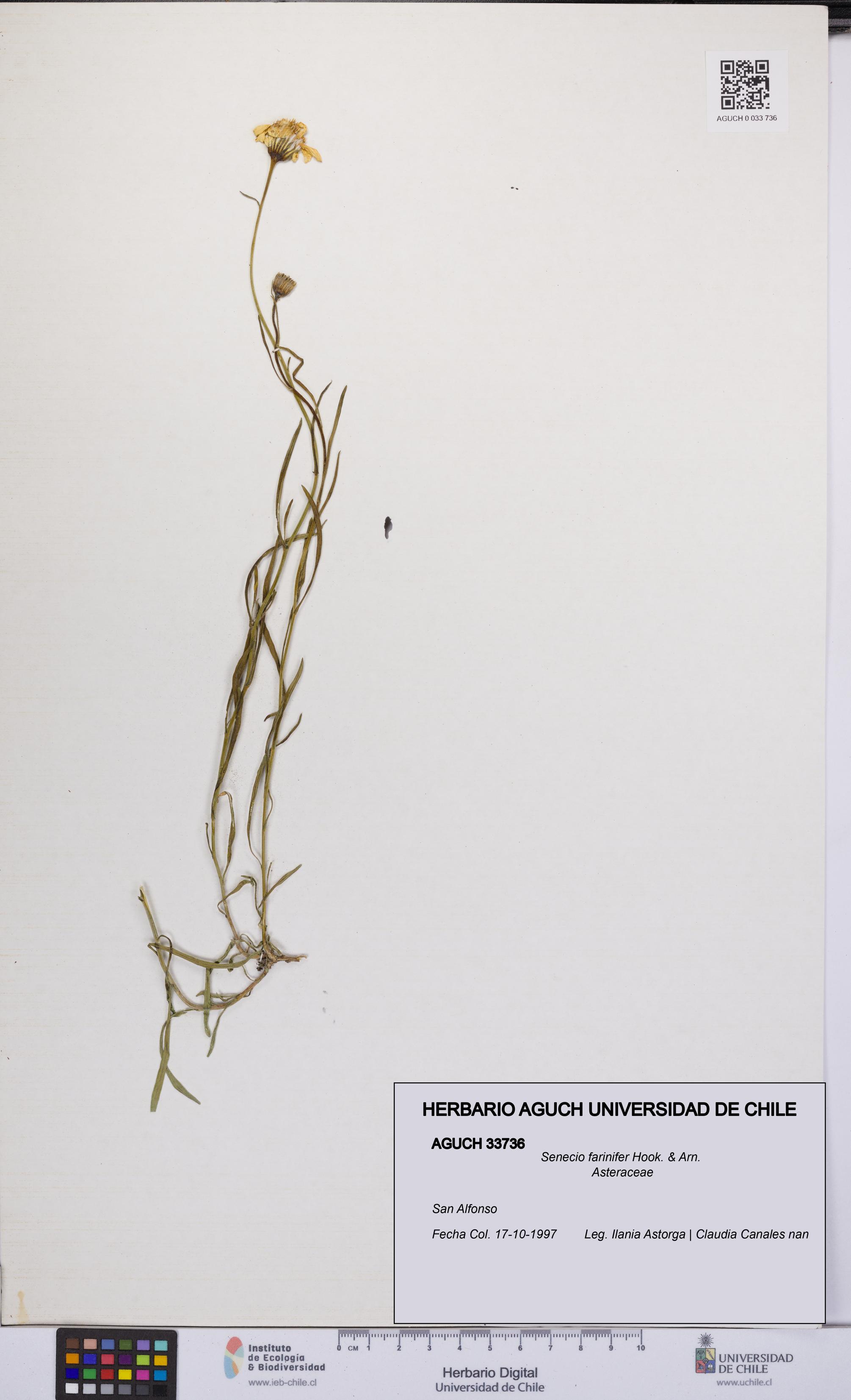 Senecio farinifer [Espécimen: UCH:AGUCH:0033736]