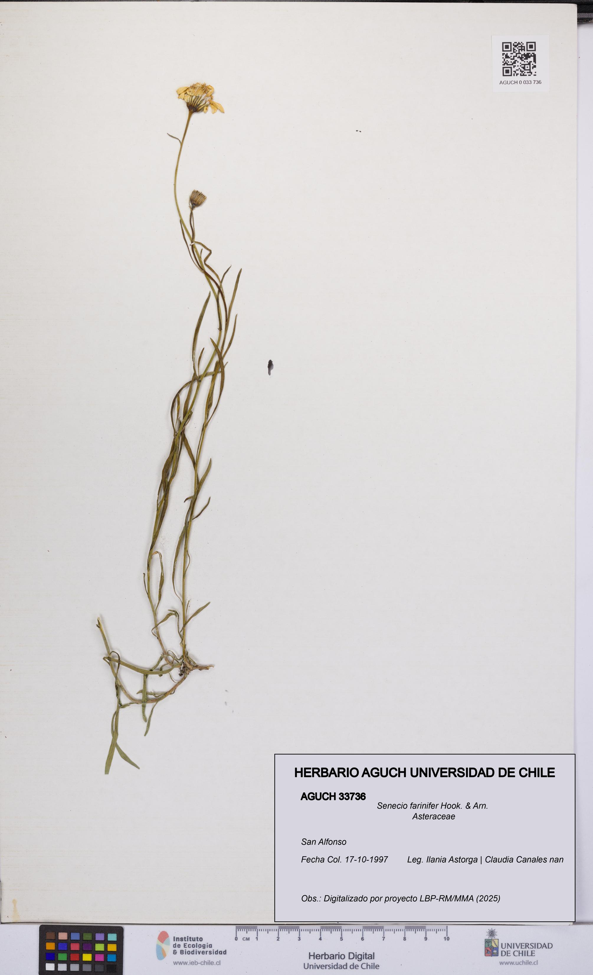 Senecio farinifer [Espécimen: UCH:AGUCH:0033736]