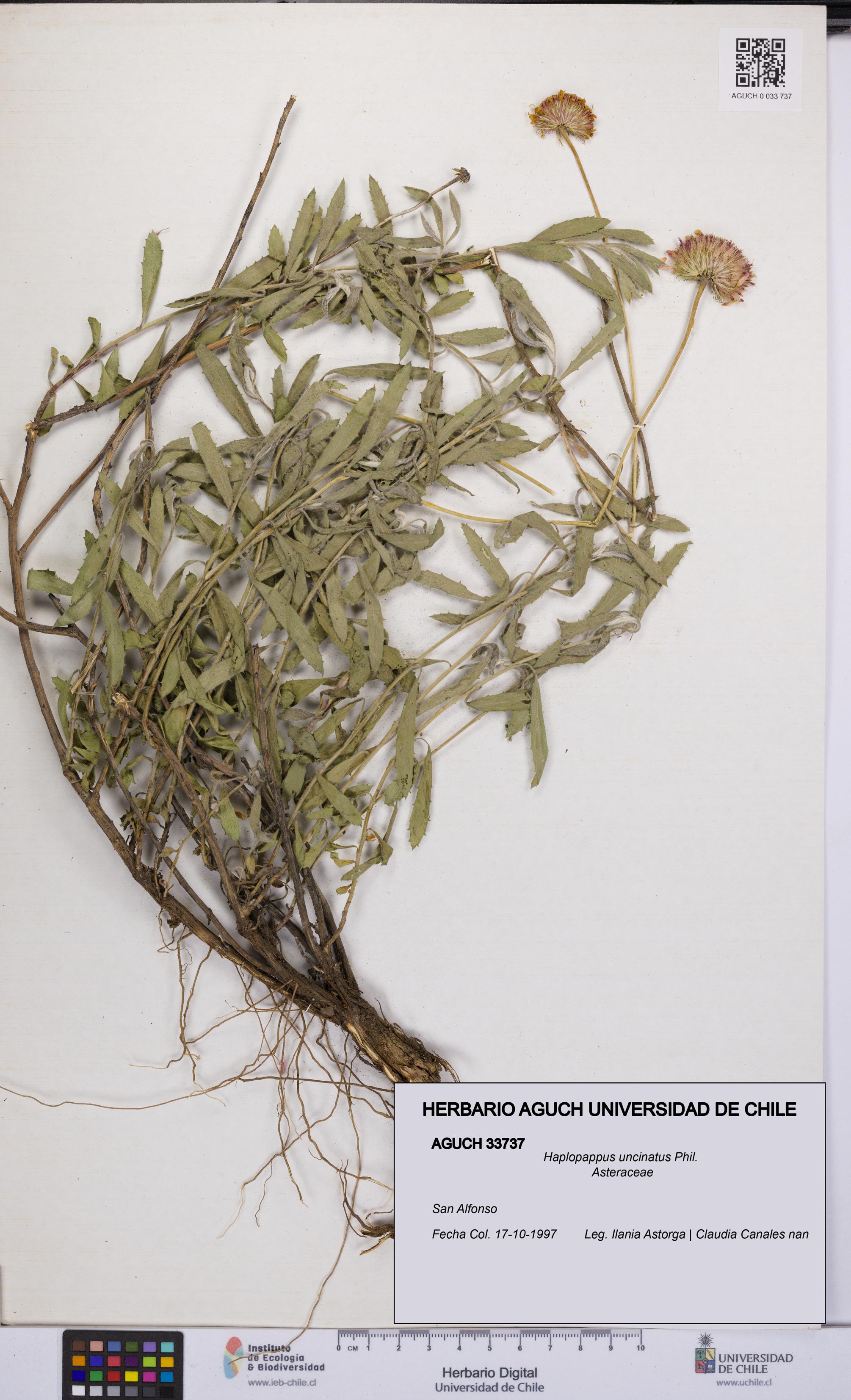 Haplopappus uncinatus [Espécimen: UCH:AGUCH:0033737]