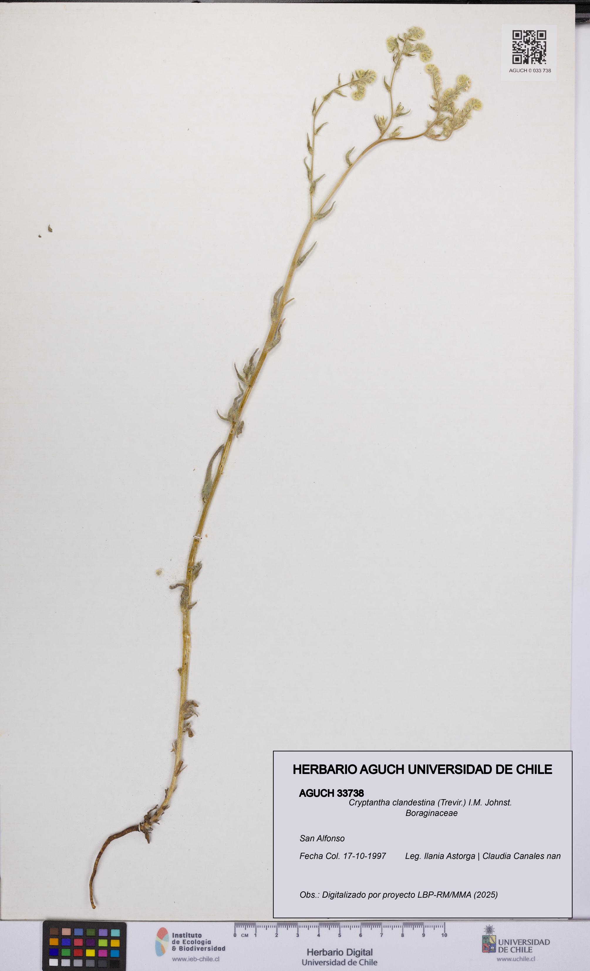 Cryptantha clandestina [Espécimen: UCH:AGUCH:0033738]