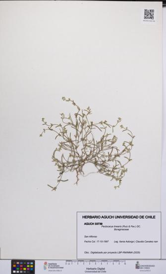 Pectocarya linearis [Espécimen: UCH:AGUCH:0033739]