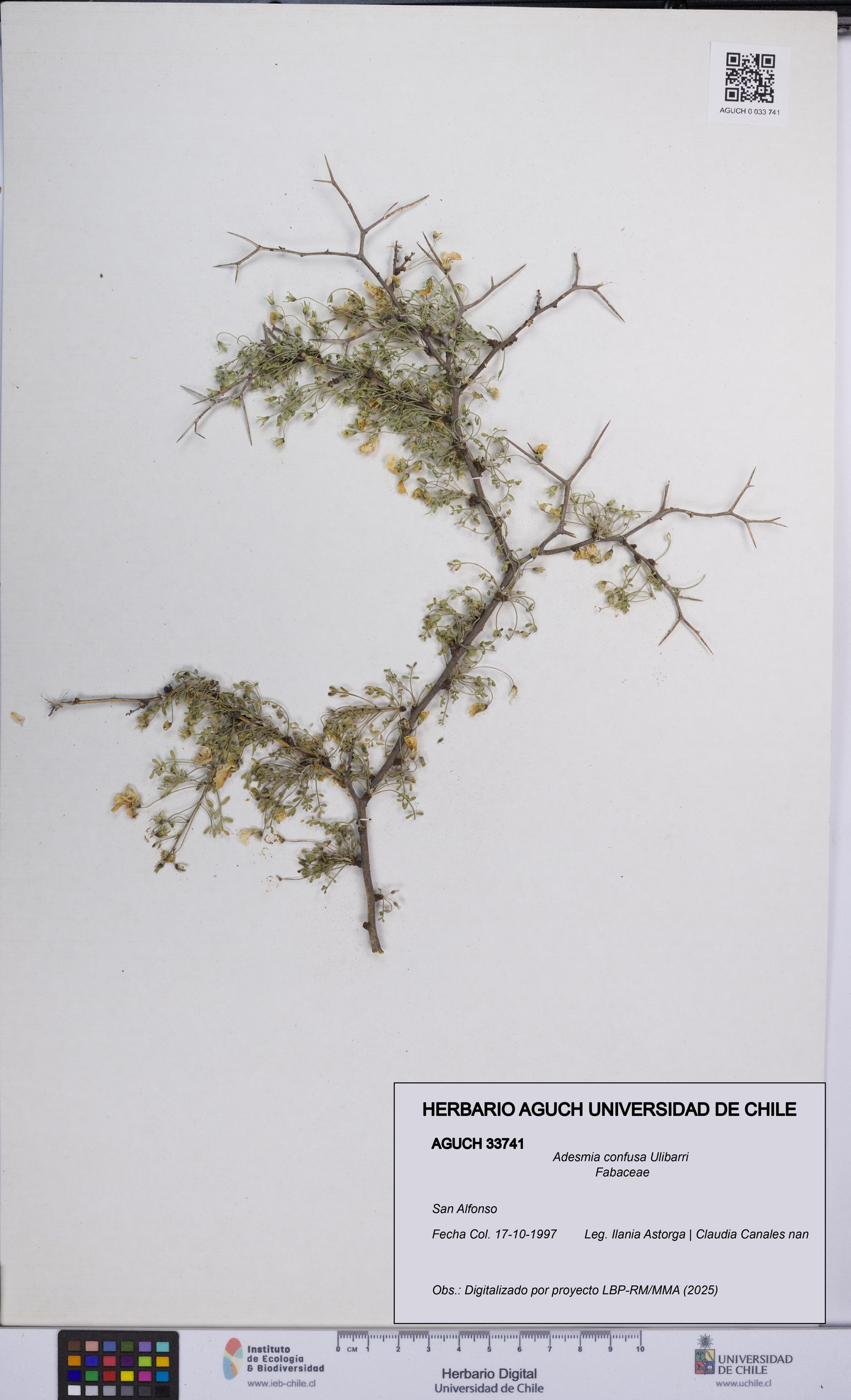 Adesmia confusa [Espécimen: UCH:AGUCH:0033741]