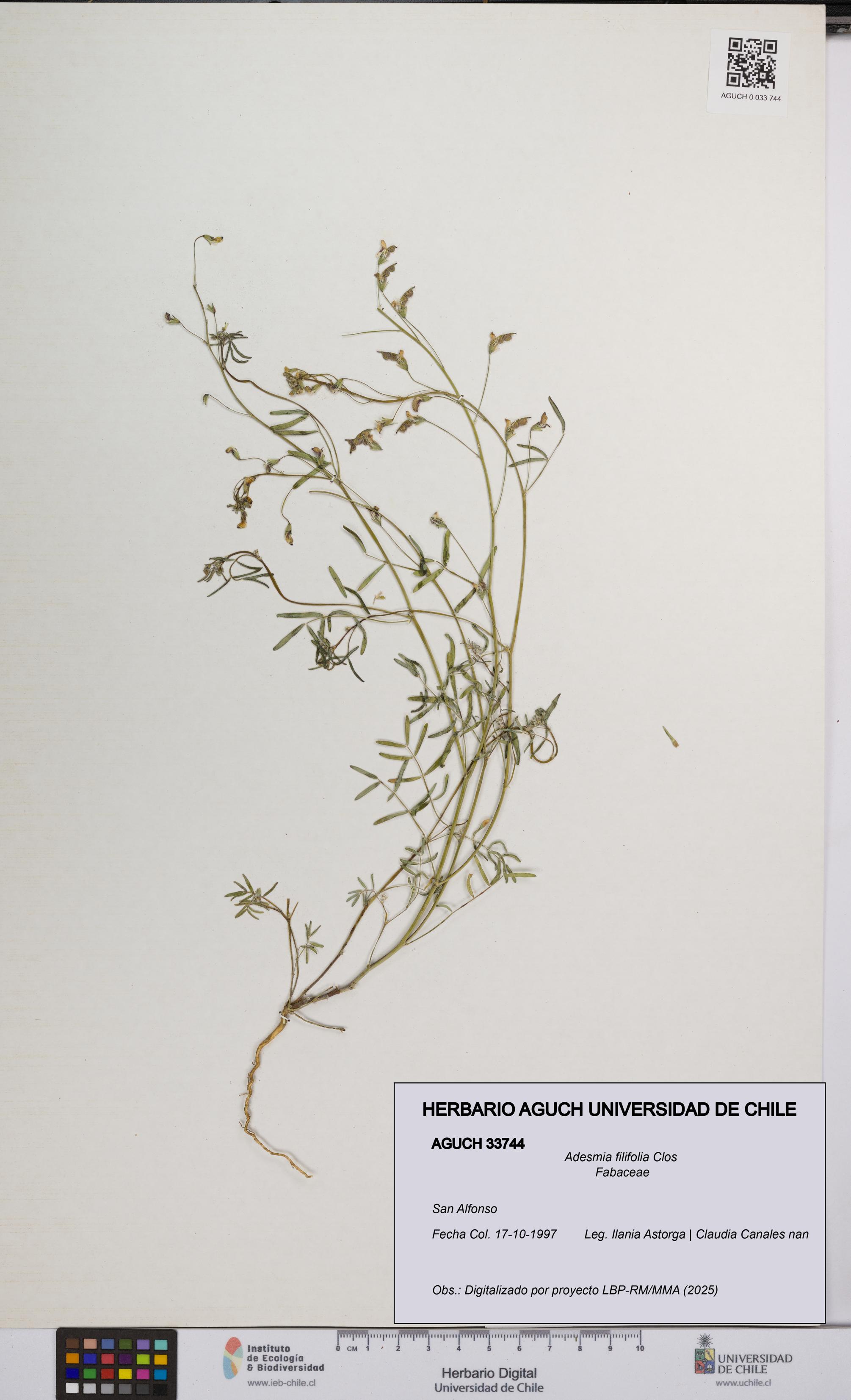 Adesmia filifolia [Espécimen: UCH:AGUCH:0033744]