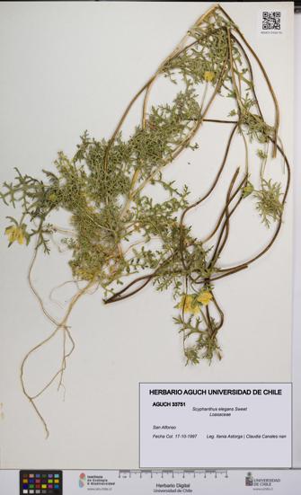 Scyphanthus elegans [Espécimen: UCH:AGUCH:0033751]