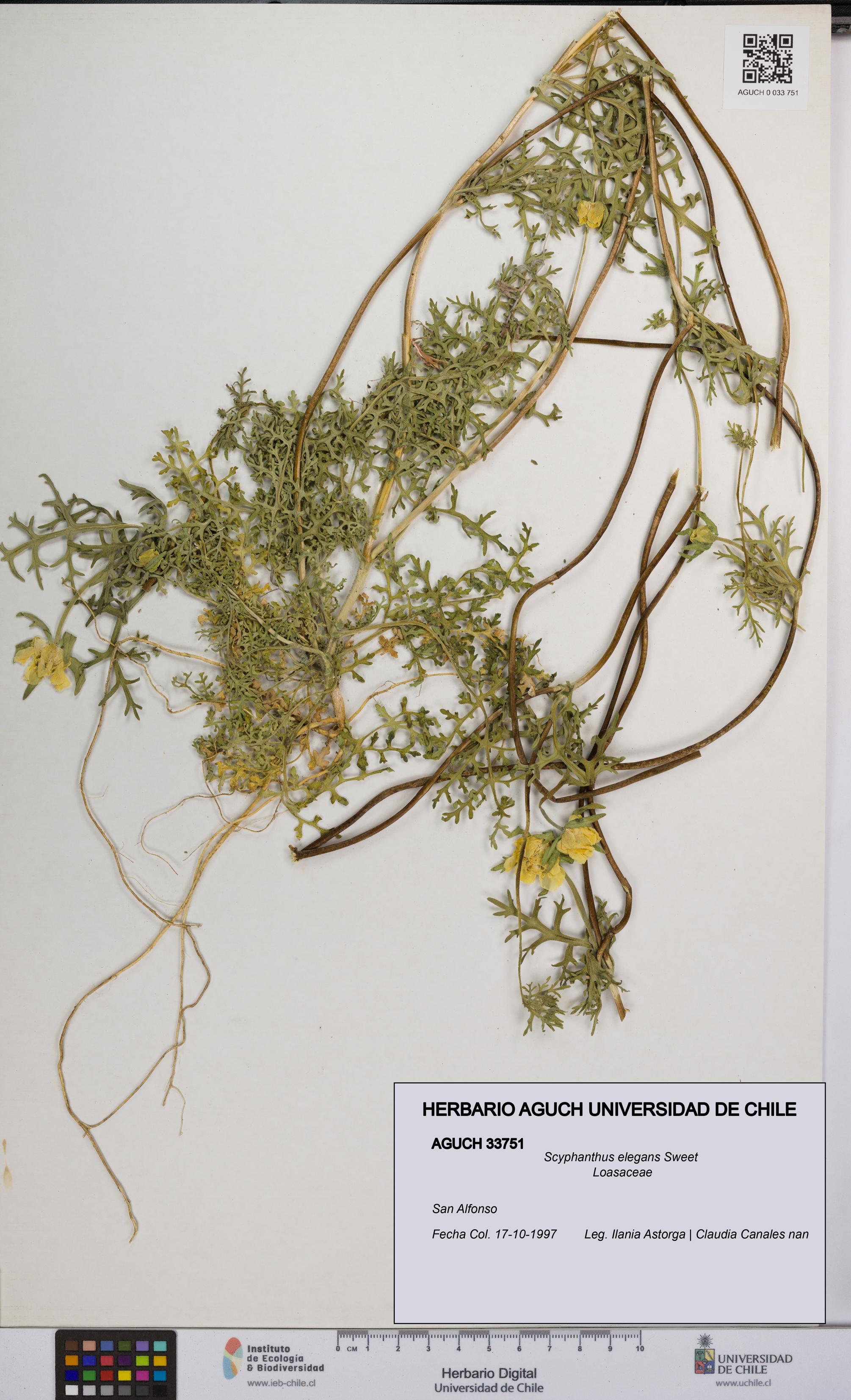 Scyphanthus elegans [Espécimen: UCH:AGUCH:0033751]