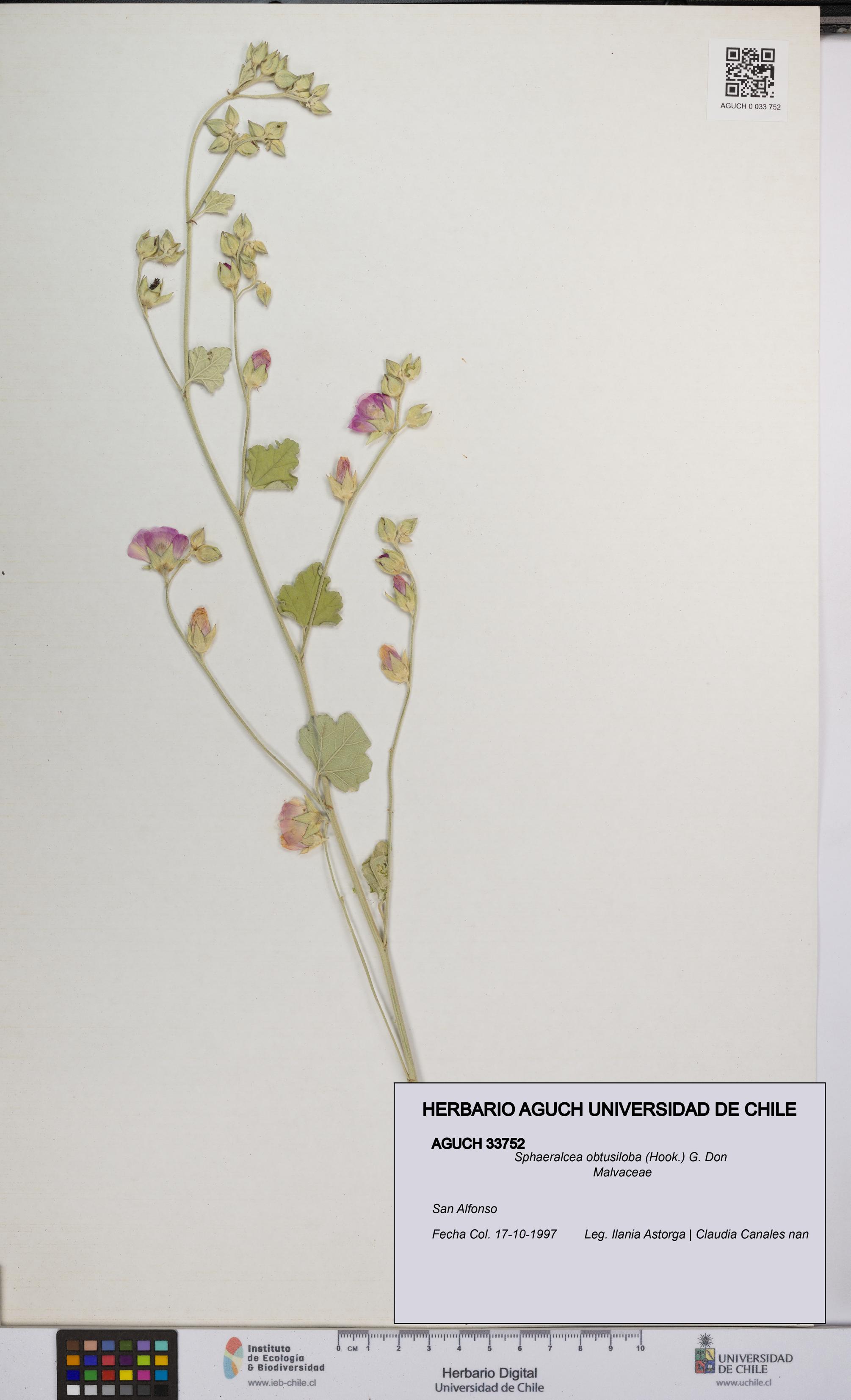 Sphaeralcea obtusiloba [Espécimen: UCH:AGUCH:0033752]
