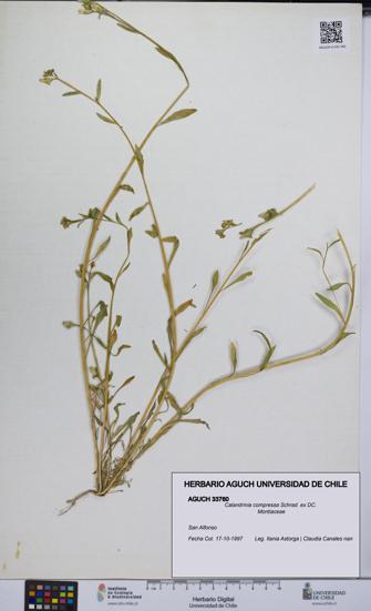 Calandrinia compressa [Espécimen: UCH:AGUCH:0033760]