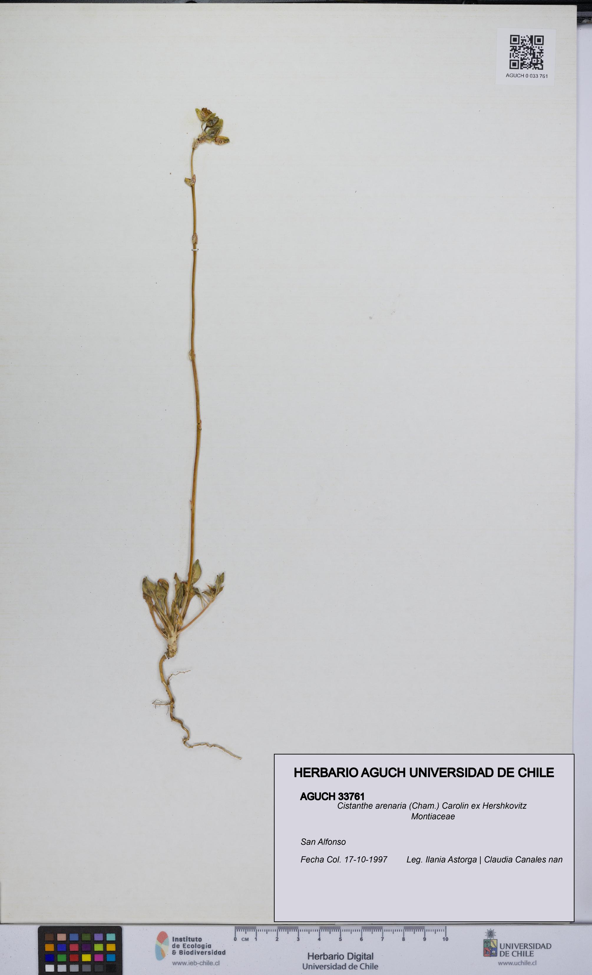 Cistanthe arenaria [Espécimen: UCH:AGUCH:0033761]