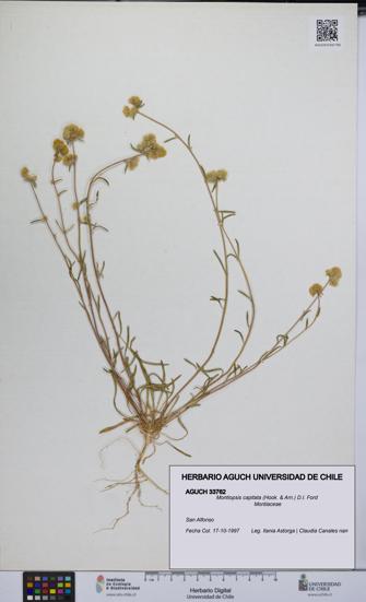 Montiopsis capitata [Espécimen: UCH:AGUCH:0033762]