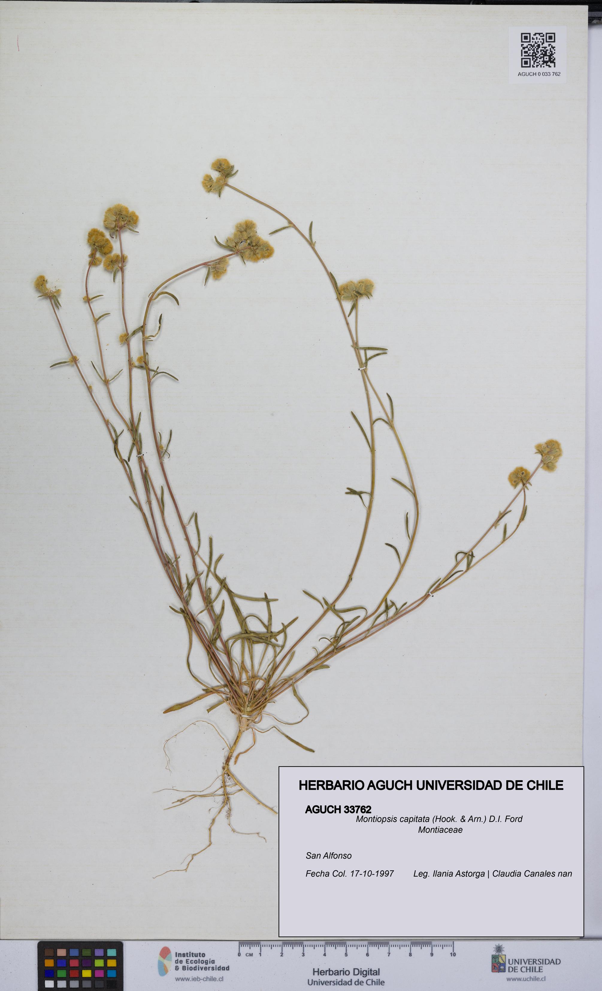 Montiopsis capitata [Espécimen: UCH:AGUCH:0033762]