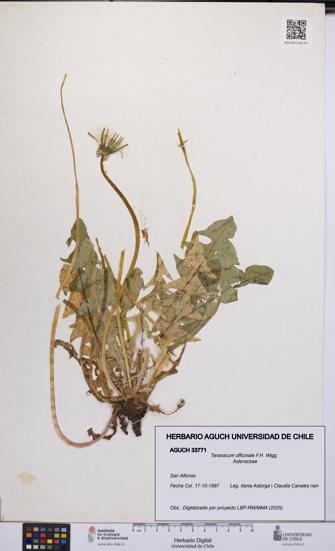 Taraxacum officinale [Espécimen: UCH:AGUCH:0033771]