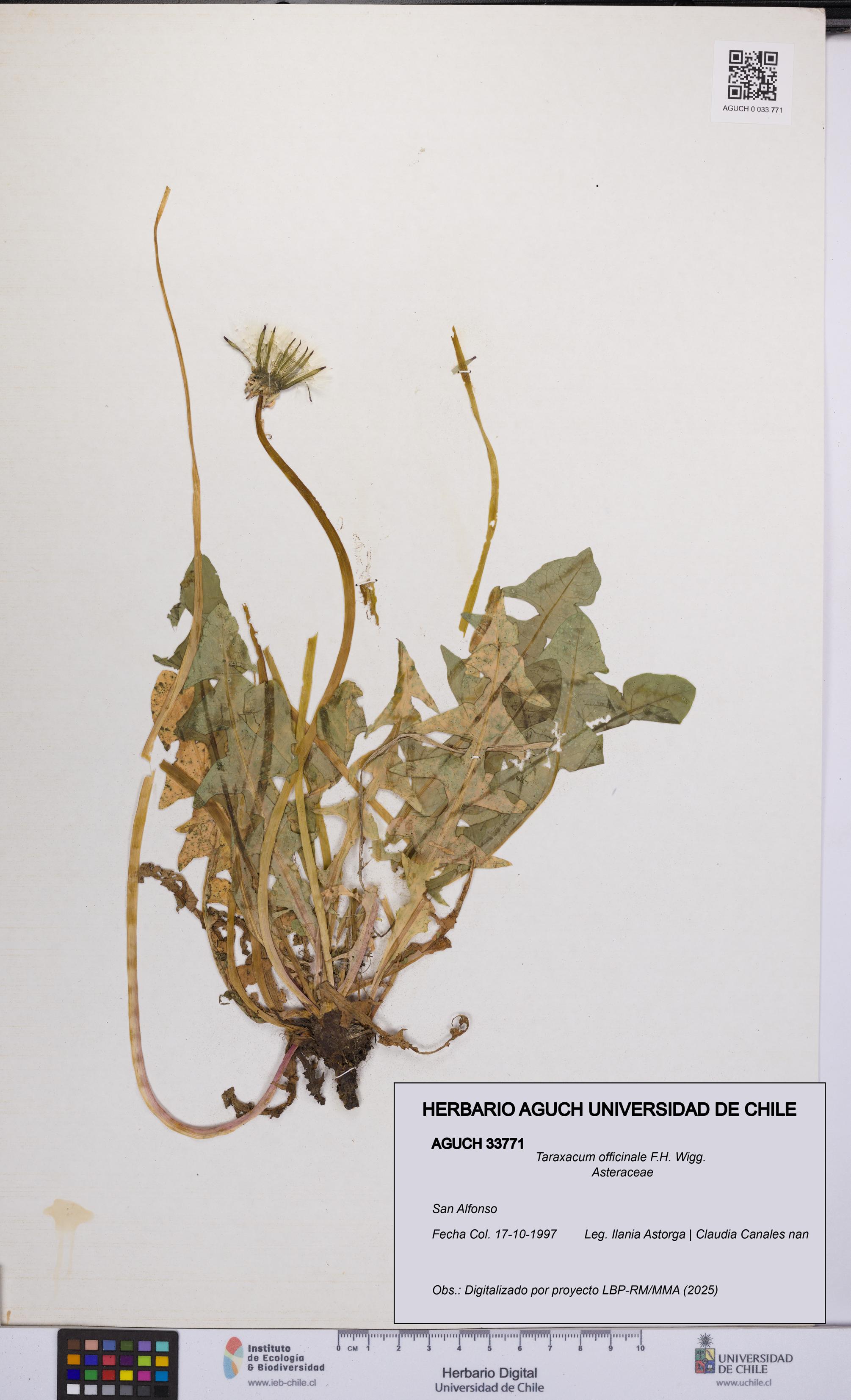 Taraxacum officinale [Espécimen: UCH:AGUCH:0033771]