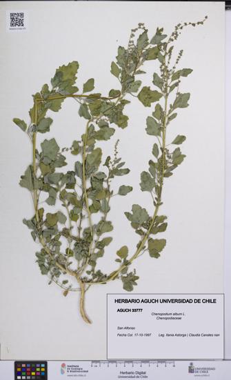 Chenopodium album [Espécimen: UCH:AGUCH:0033777]