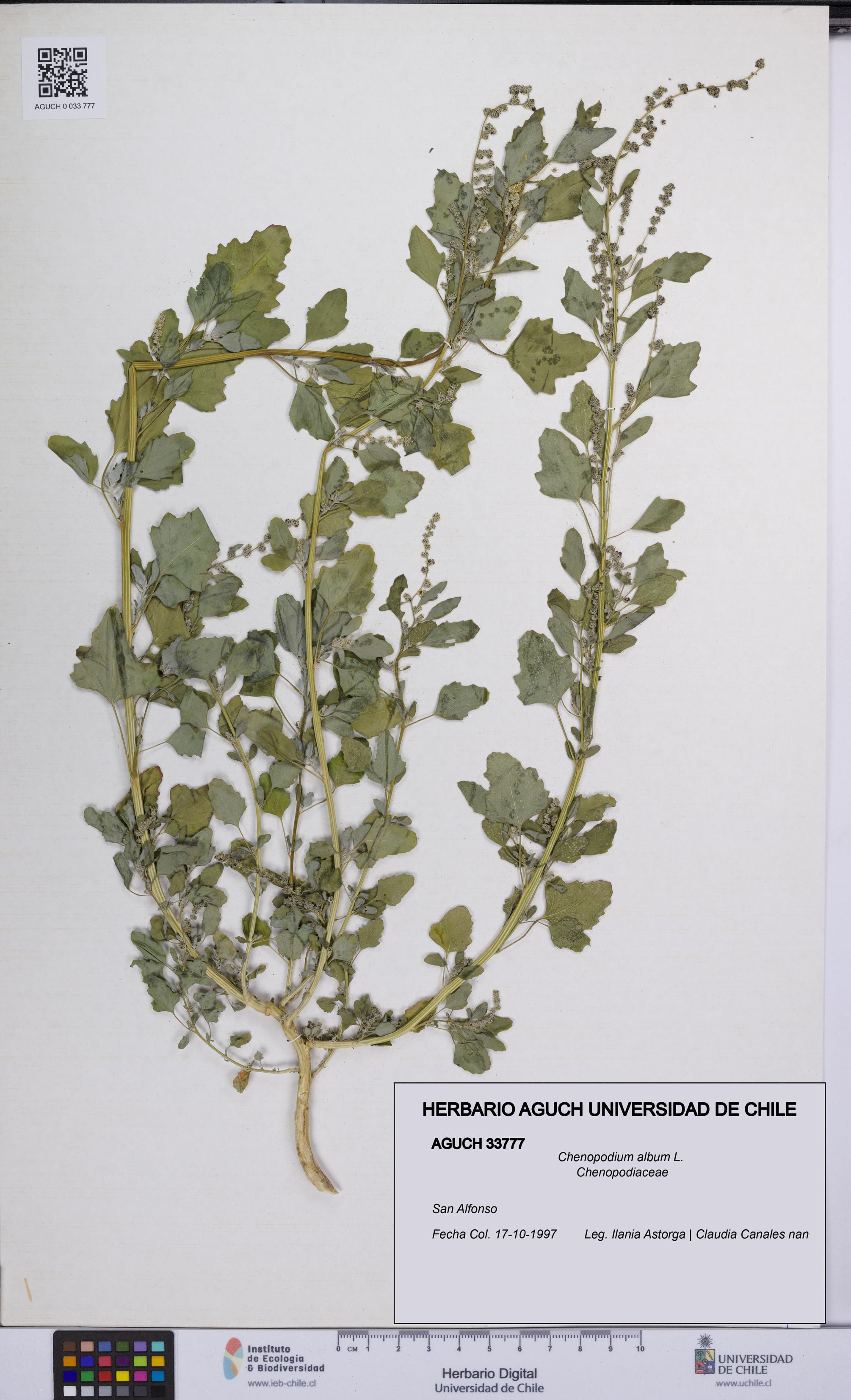 Chenopodium album [Espécimen: UCH:AGUCH:0033777]