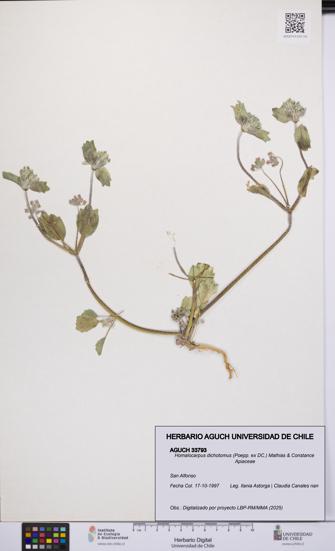 Homalocarpus dichotomus [Espécimen: UCH:AGUCH:0033793]