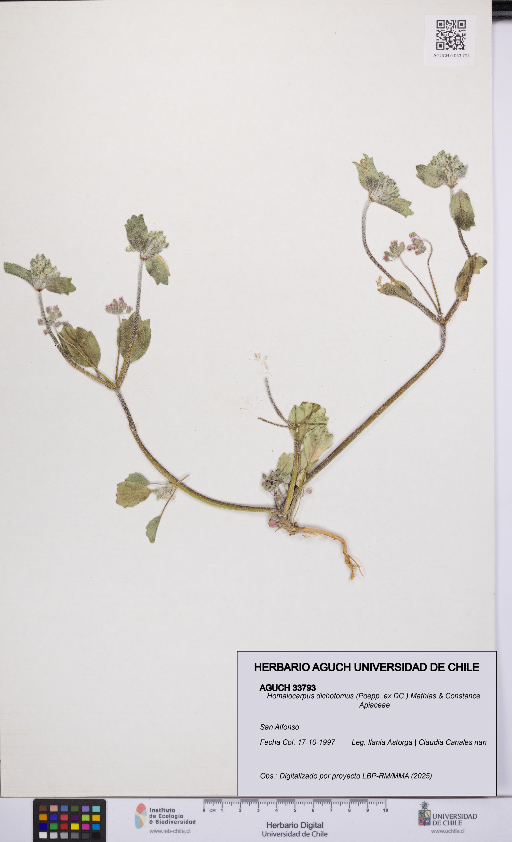 Homalocarpus dichotomus [Espécimen: UCH:AGUCH:0033793]