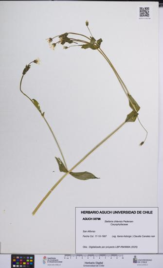 Stellaria chilensis [Espécimen: UCH:AGUCH:0033796]
