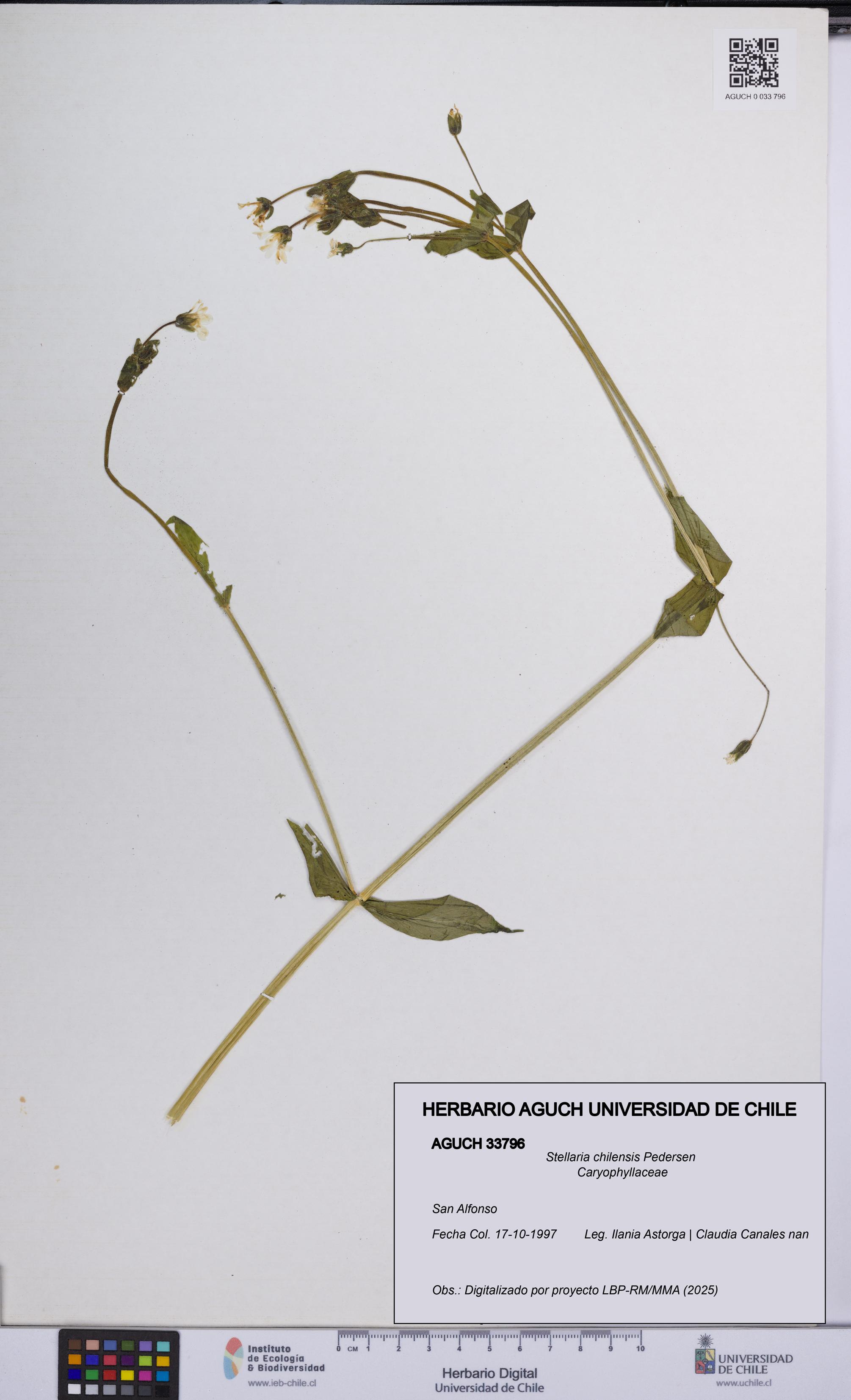 Stellaria chilensis [Espécimen: UCH:AGUCH:0033796]