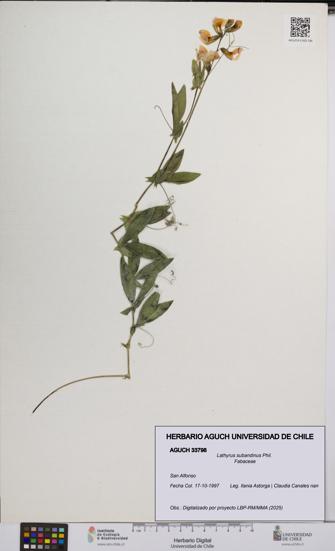 Lathyrus subandinus [Espécimen: UCH:AGUCH:0033798]