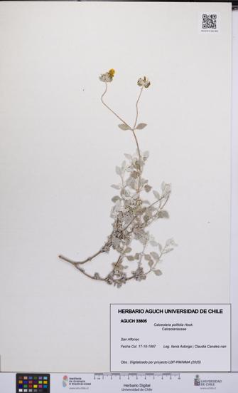 Calceolaria polifolia [Espécimen: UCH:AGUCH:0033805]