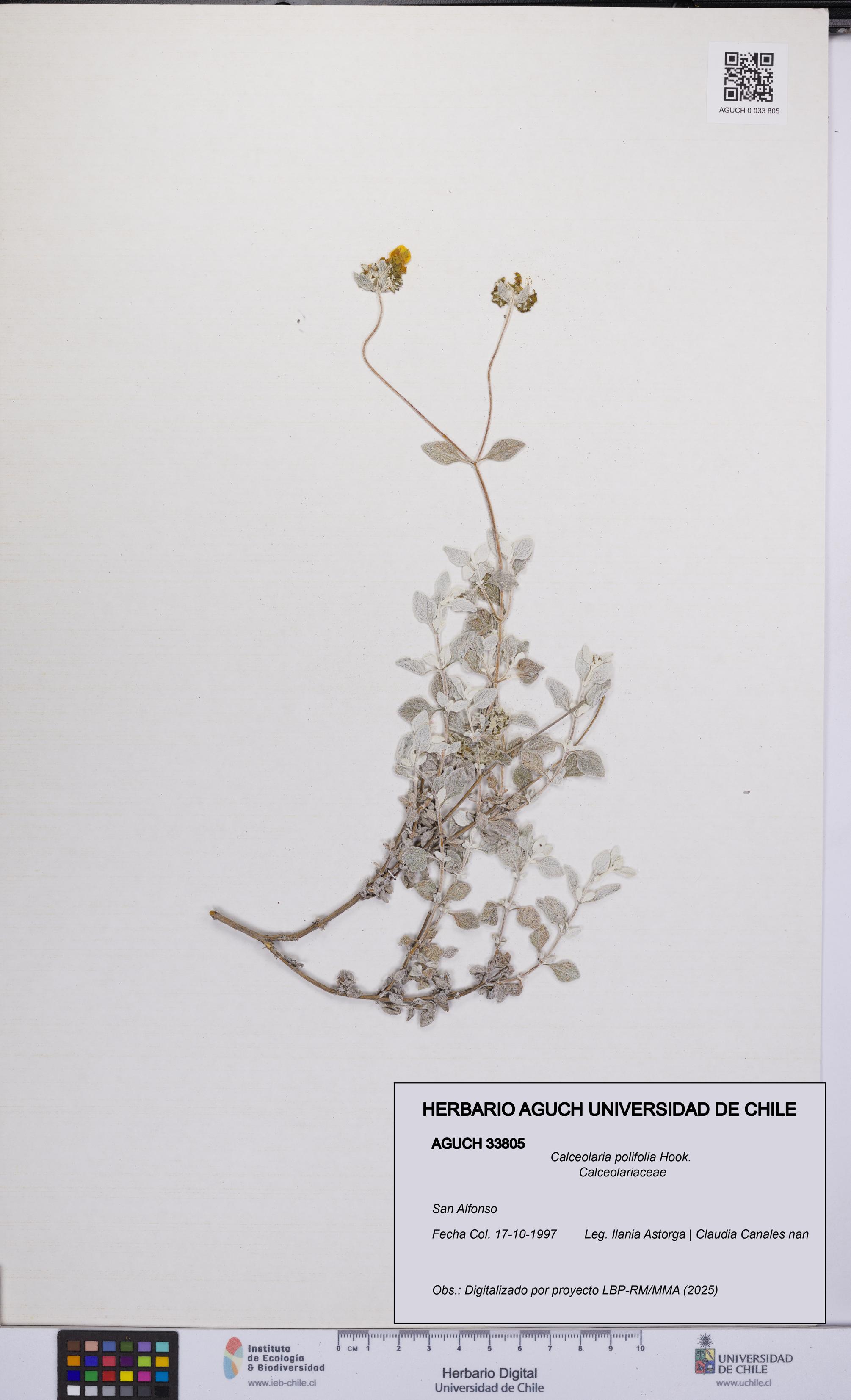 Calceolaria polifolia [Espécimen: UCH:AGUCH:0033805]