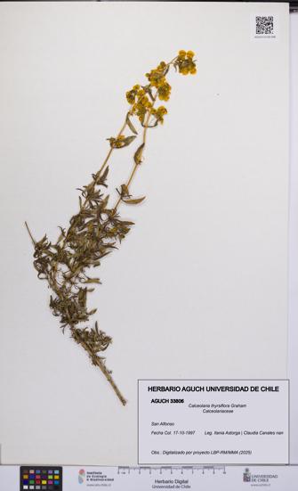Calceolaria thyrsiflora [Espécimen: UCH:AGUCH:0033806]