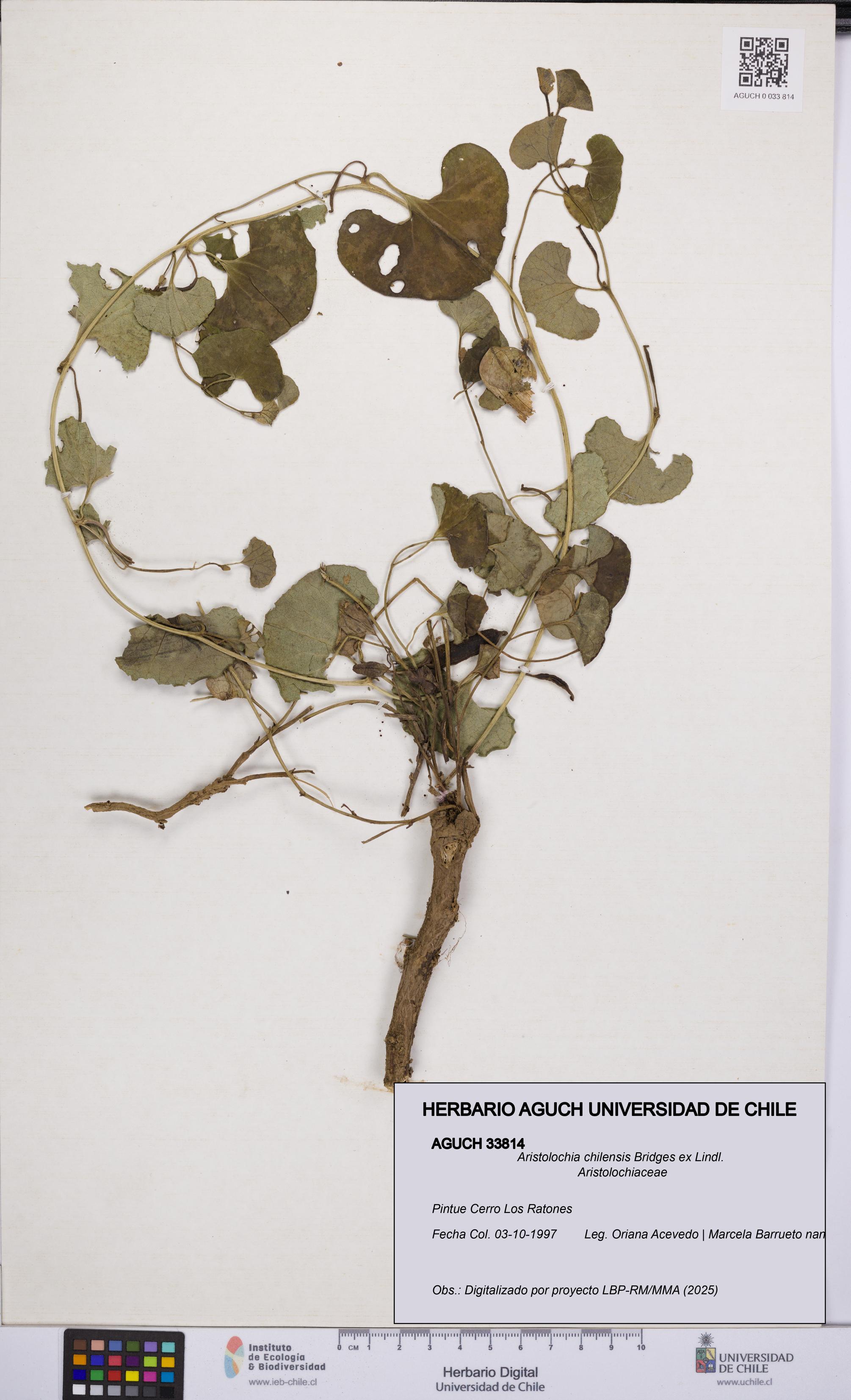 Aristolochia chilensis [Espécimen: UCH:AGUCH:0033814]