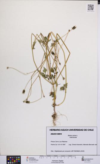 Bidens pilosa [Espécimen: UCH:AGUCH:0033815]