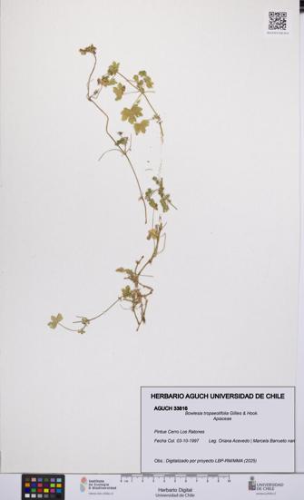 Bowlesia tropaeolifolia [Espécimen: UCH:AGUCH:0033816]